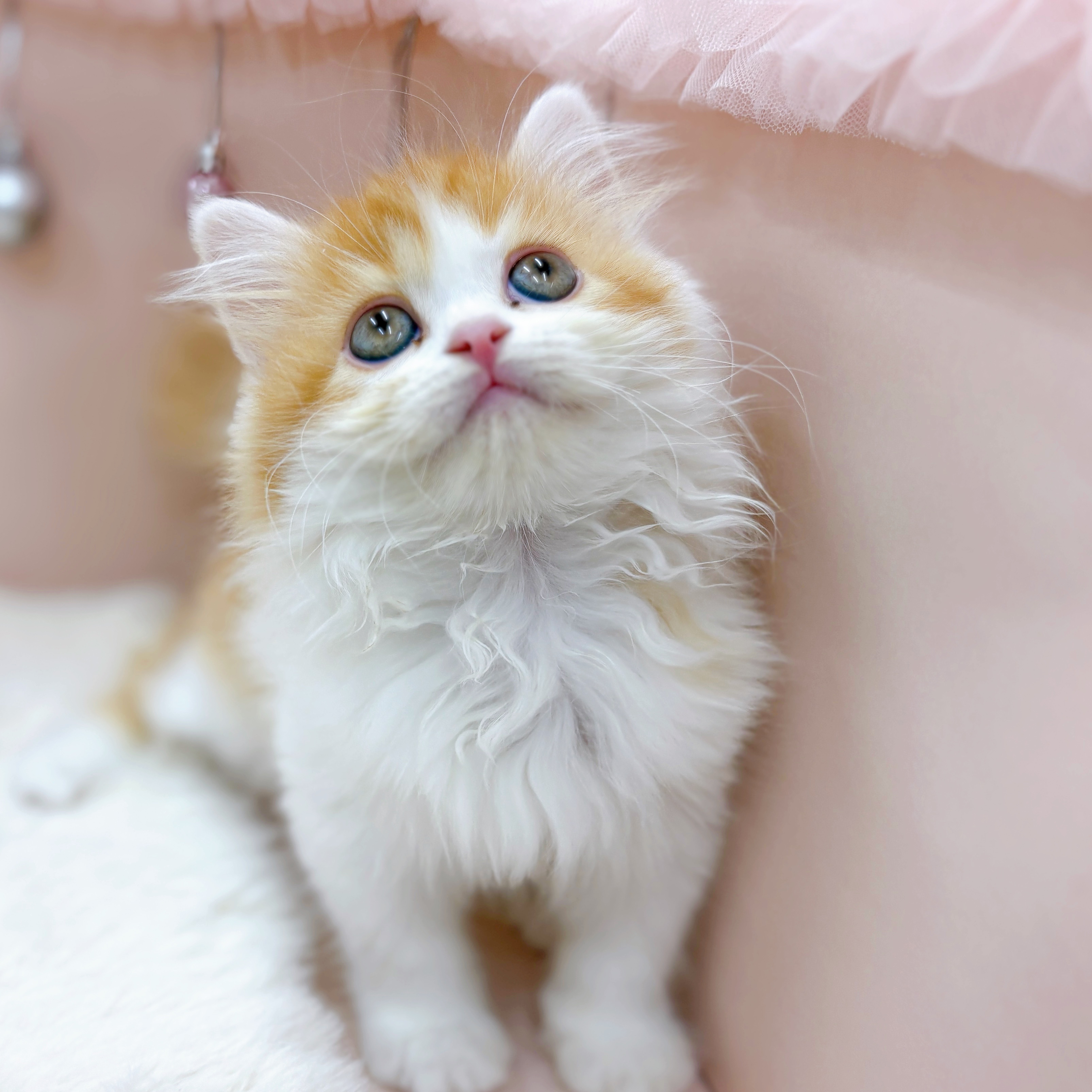 福井県のスコティッシュストレート (犬の家＆猫の里アミーゴ福井大和田店/2026年3月7日生まれ/女の子/レッドタビーホワイト)の子猫の3枚目の画像