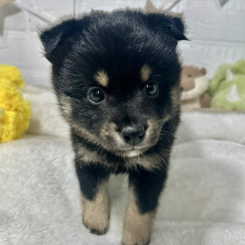 兵庫県のポメ柴/豆ポメ/ポメ豆柴(ポメラニアン×柴犬) (犬の家＆猫の里ニッケパークタウン加古川店/2026年3月6日生まれ/男の子/ブラックタン)の子犬の3枚目の画像