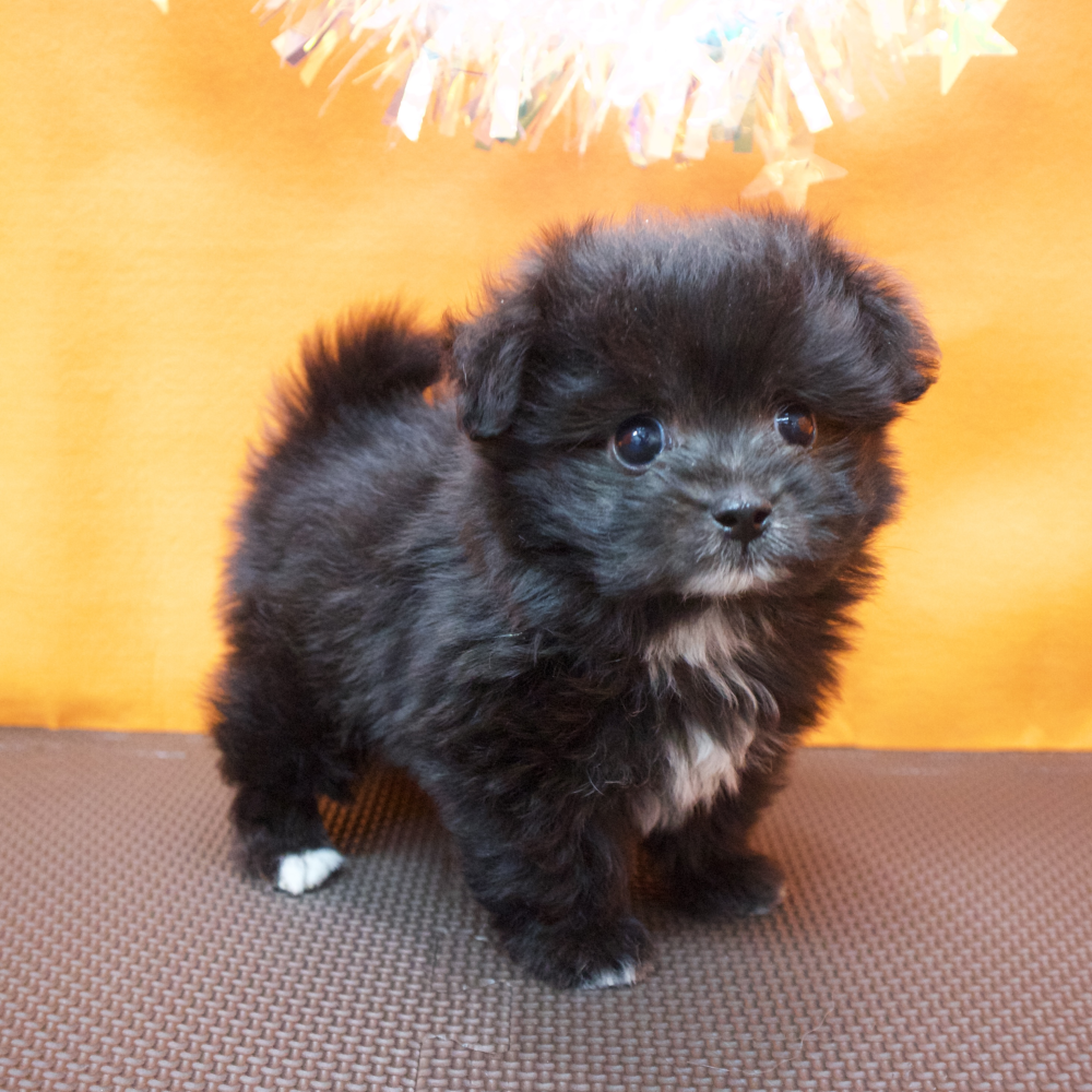 大阪府のポメプー(ポメラニアン×プードル) (犬の家＆猫の里吹田店/2026年3月6日生まれ/男の子/シルバーホワイト)の子犬の3枚目の画像