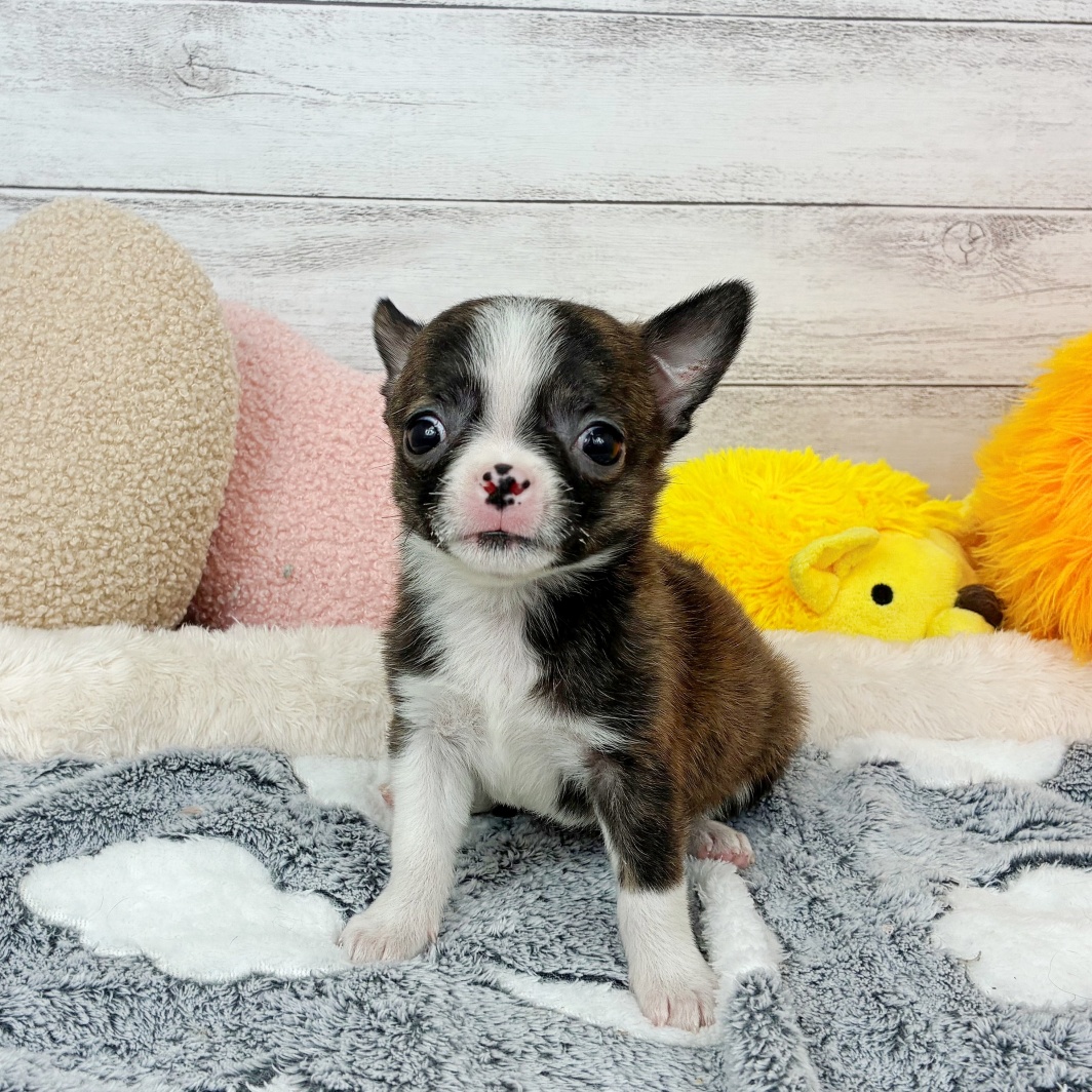 兵庫県のハーフ犬・ミックス犬 (犬の家＆猫の里川西店/2026年3月8日生まれ/女の子/ブリンドルホワイト)の子犬の1枚目の画像