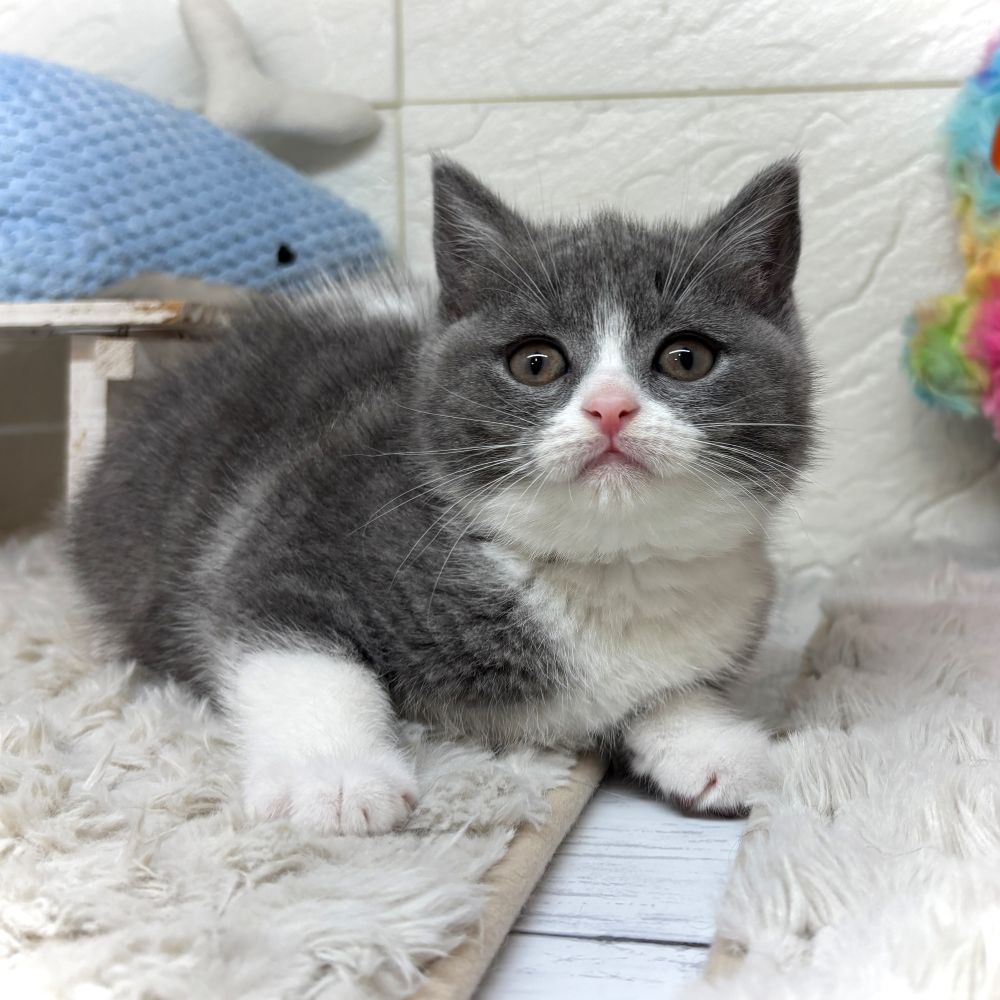 兵庫県のブリティッシュショートヘアー (犬の家＆猫の里ゆめタウン姫路店/2026年3月7日生まれ/女の子/ブルーホワイト)の子猫の3枚目の画像