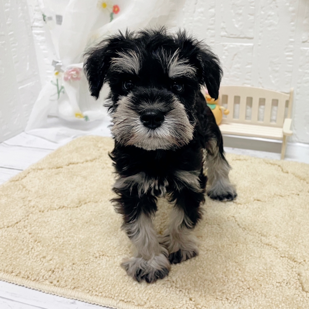 岡山県のミニチュアシュナウザー (犬の家＆猫の里岡山店/2026年3月8日生まれ/男の子/ブラックシルバー)の子犬の3枚目の画像