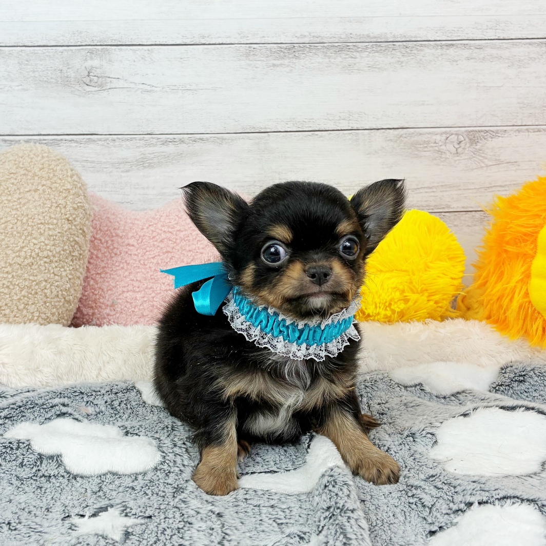 兵庫県のチワワ(ロング) (犬の家＆猫の里川西店/2026年3月6日生まれ/男の子/ブラックタン)の子犬の3枚目の画像