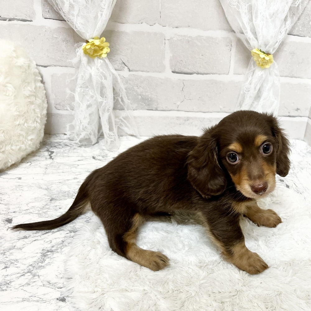 京都府のカニンヘンダックスフンド(ロング) (犬の家＆猫の里京都精華店/2026年3月8日生まれ/男の子/チョコレートタン)の子犬の3枚目の画像
