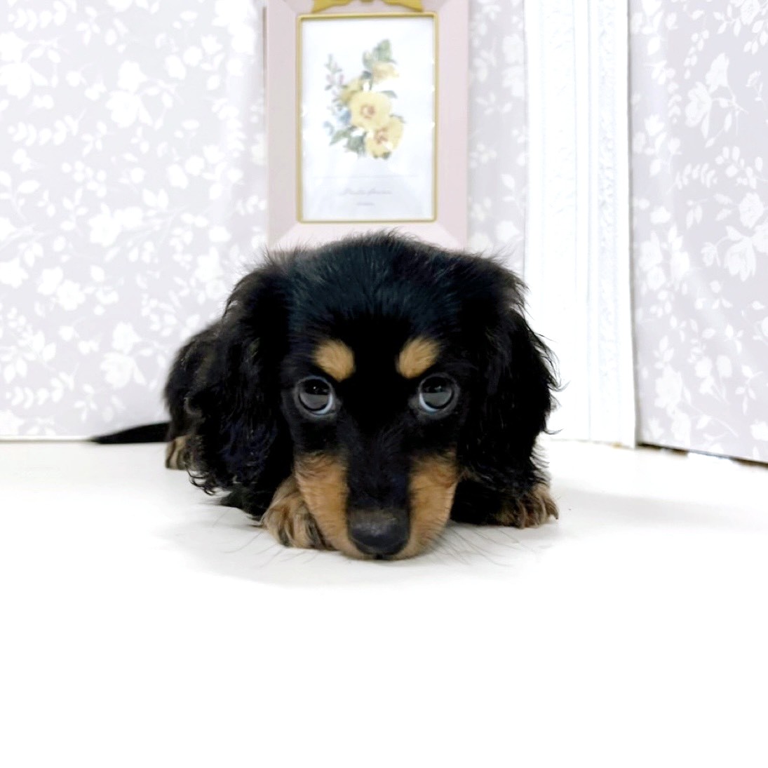 富山県のカニンヘンダックスフンド(ロング) (犬の家＆猫の里アミーゴ高岡蓮花寺店/2026年3月8日生まれ/女の子/ブラックイエロー)の子犬の3枚目の画像