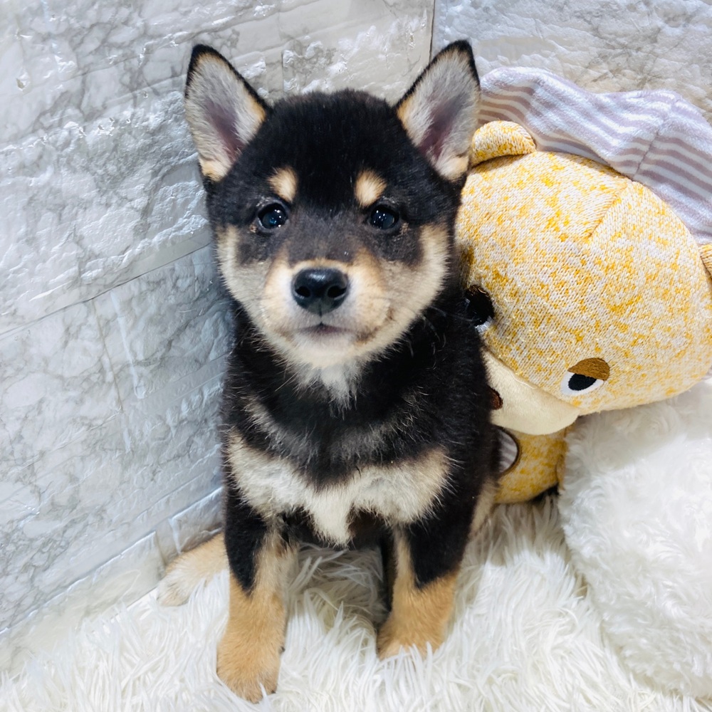 愛知県の柴犬(標準サイズ) (犬の家＆猫の里MiO香久山店/2026年3月8日生まれ/男の子/黒)の子犬の3枚目の画像