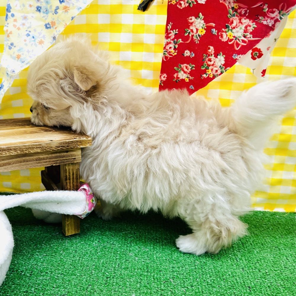 愛知県のポメマル/マルポメ(ポメラニアン×マルチーズ) (犬の家＆猫の里名古屋天白店/2026年3月5日生まれ/男の子/クリーム)の子犬の3枚目の画像