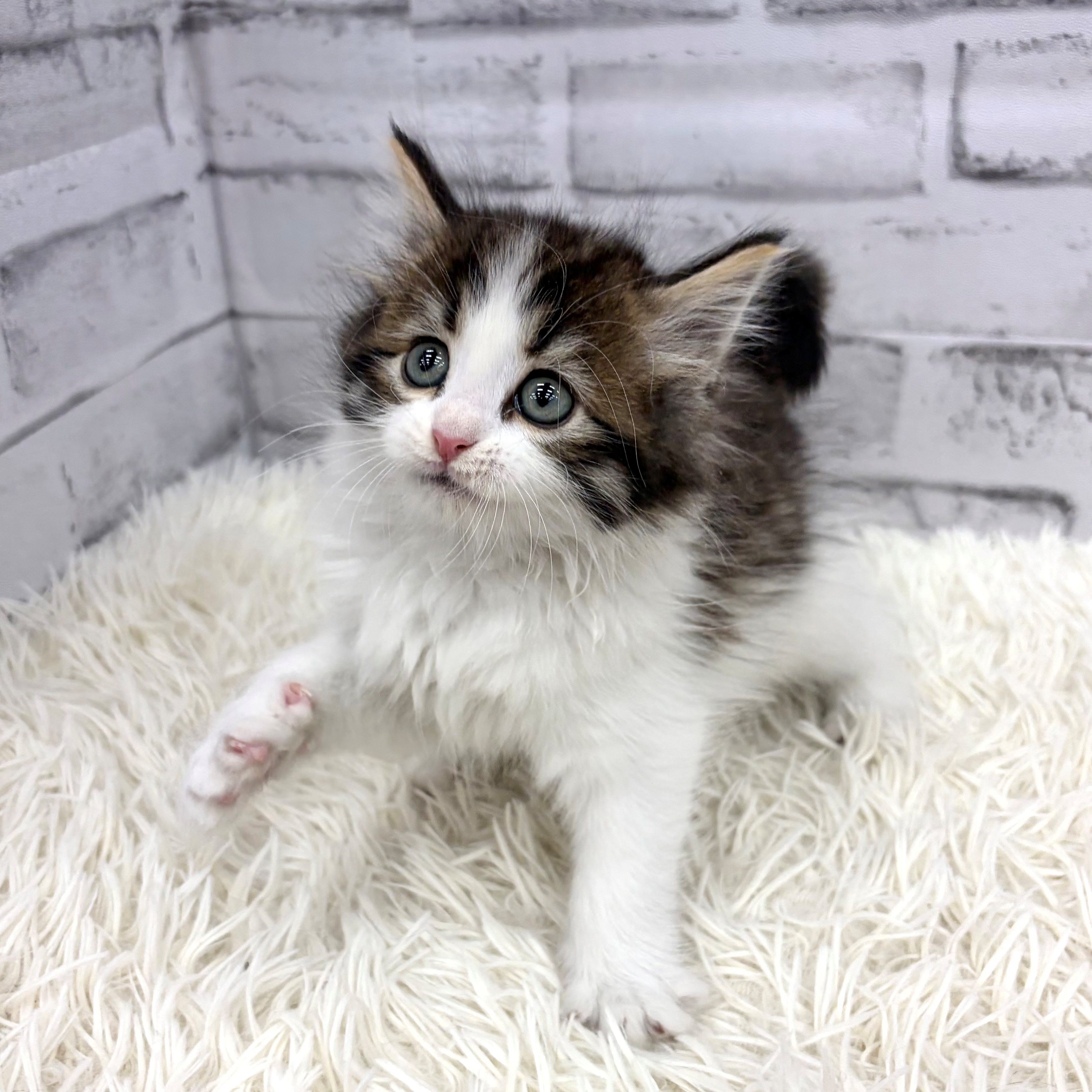 愛知県のノルウェージャンフォレストキャット (犬の家＆猫の里MEGAドン・キホーテ東海名和店/2026年3月8日生まれ/男の子/ブラウンタビーホワイト)の子猫の3枚目の画像
