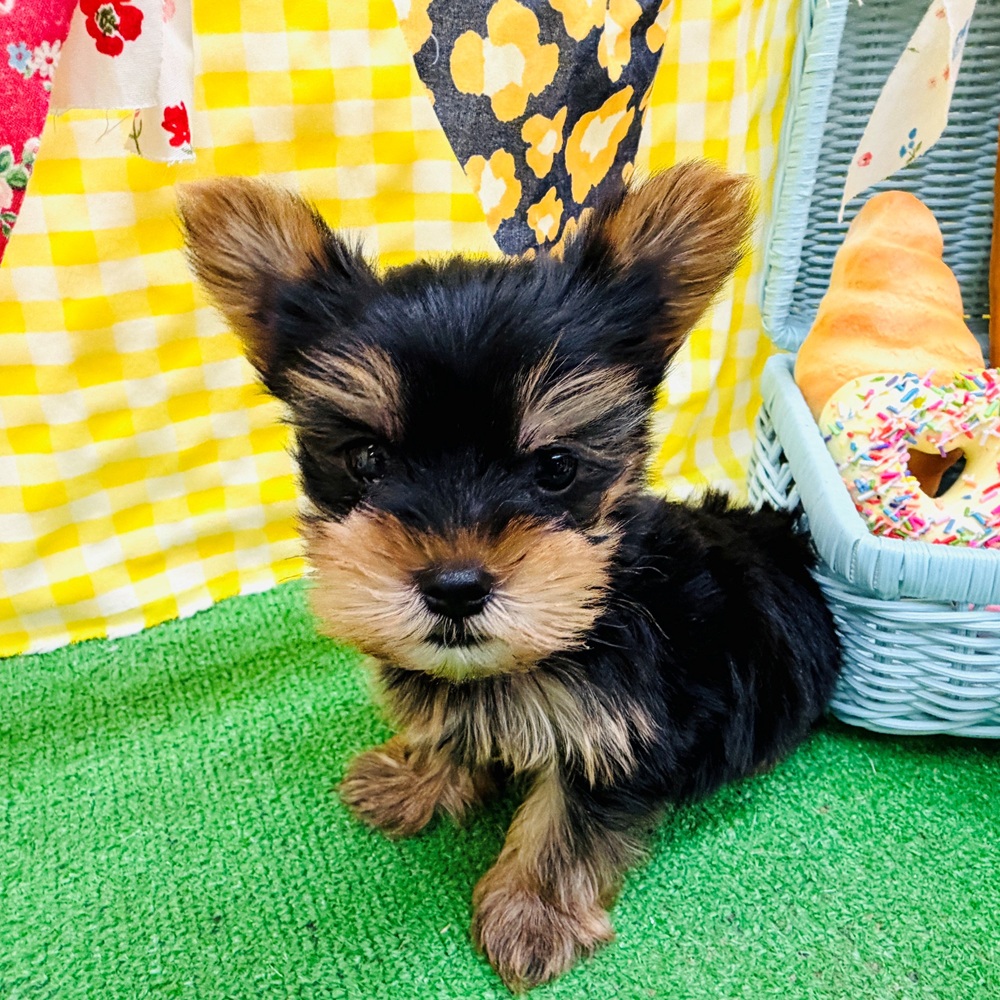 愛知県のヨークシャーテリア (犬の家＆猫の里名古屋天白店/2026年3月8日生まれ/男の子/スチールブルータン)の子犬の1枚目の画像