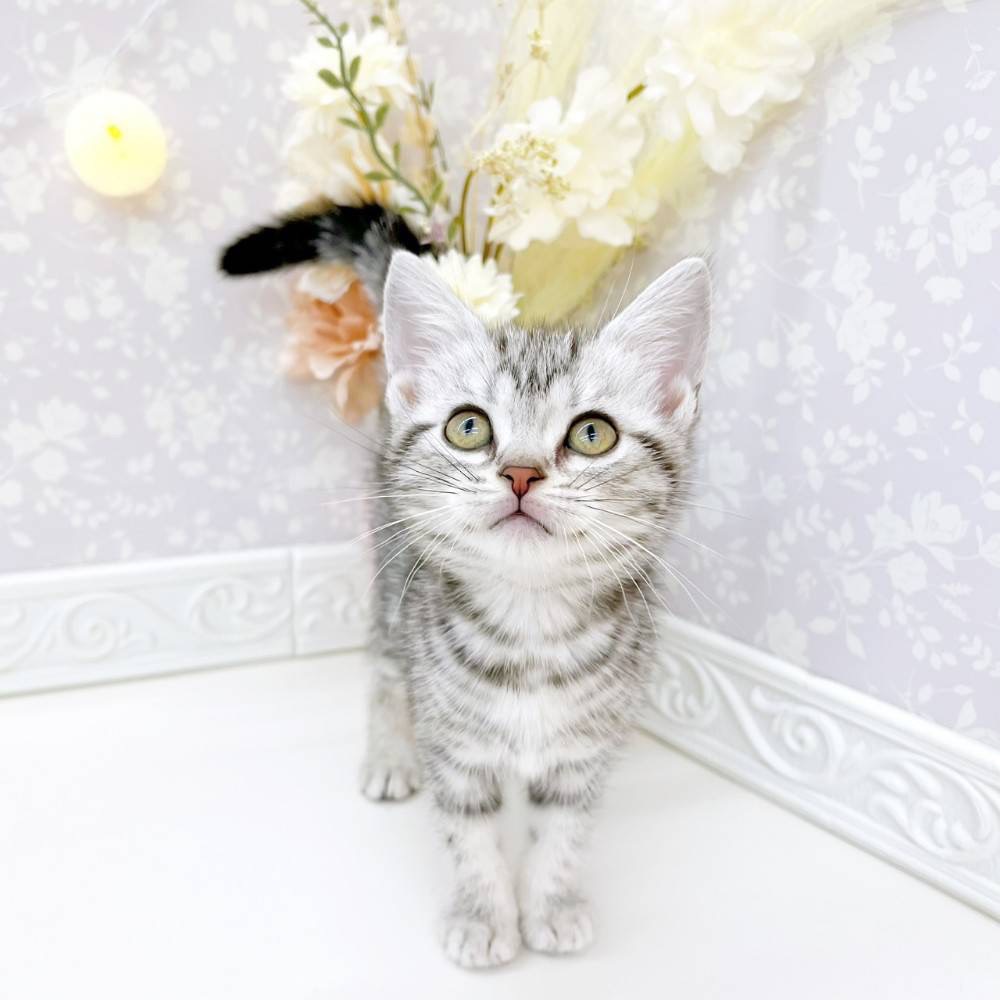 富山県のアメリカンショートヘアー (犬の家＆猫の里富山店/2026年3月8日生まれ/男の子/シルバータビー)の子猫の3枚目の画像