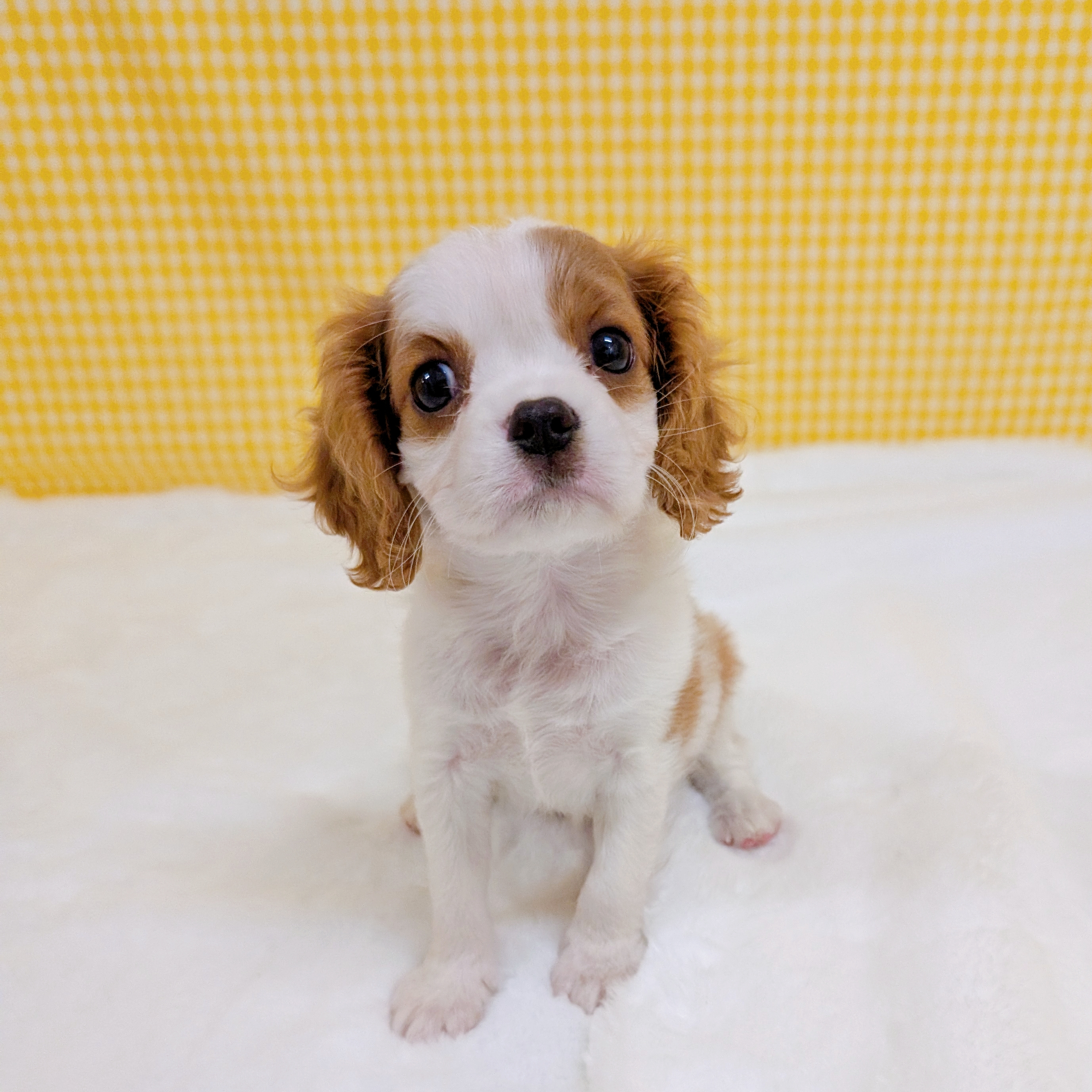 愛知県のキャバリアキングチャールズスパニエル (犬の家＆猫の里一宮店/2026年3月8日生まれ/女の子/ブレンハイム)の子犬の3枚目の画像