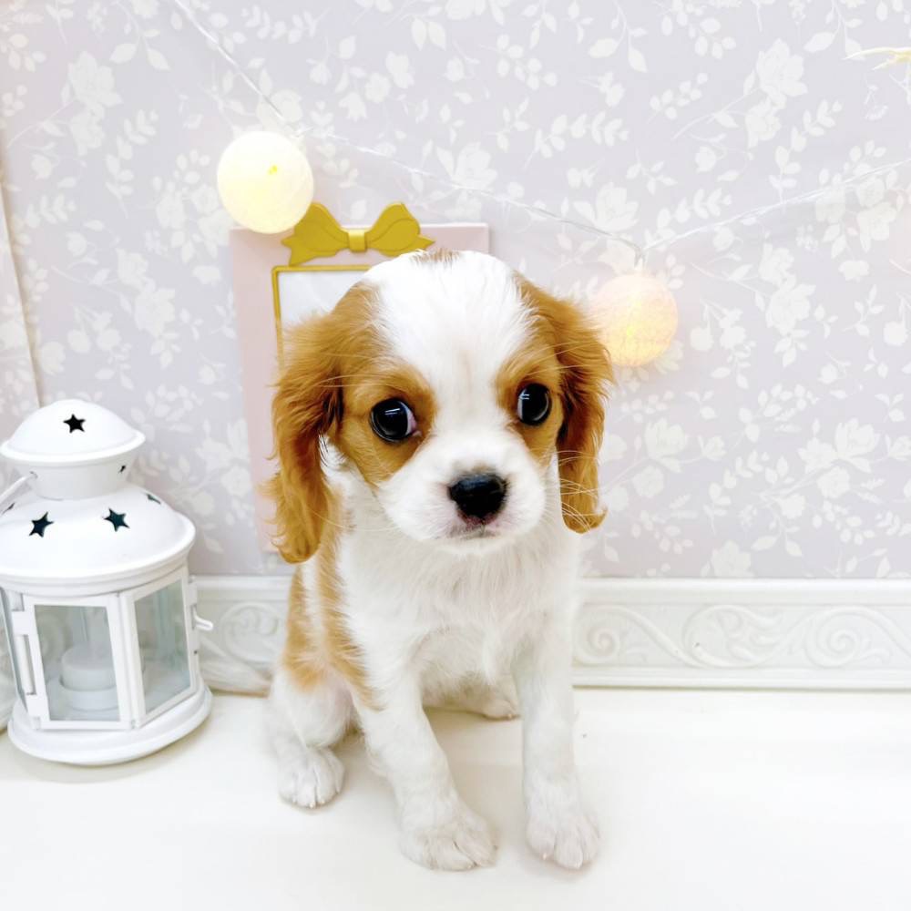 富山県のキャバリアキングチャールズスパニエル (犬の家＆猫の里富山店/2026年3月7日生まれ/女の子/ブレンハイム)の子犬の3枚目の画像