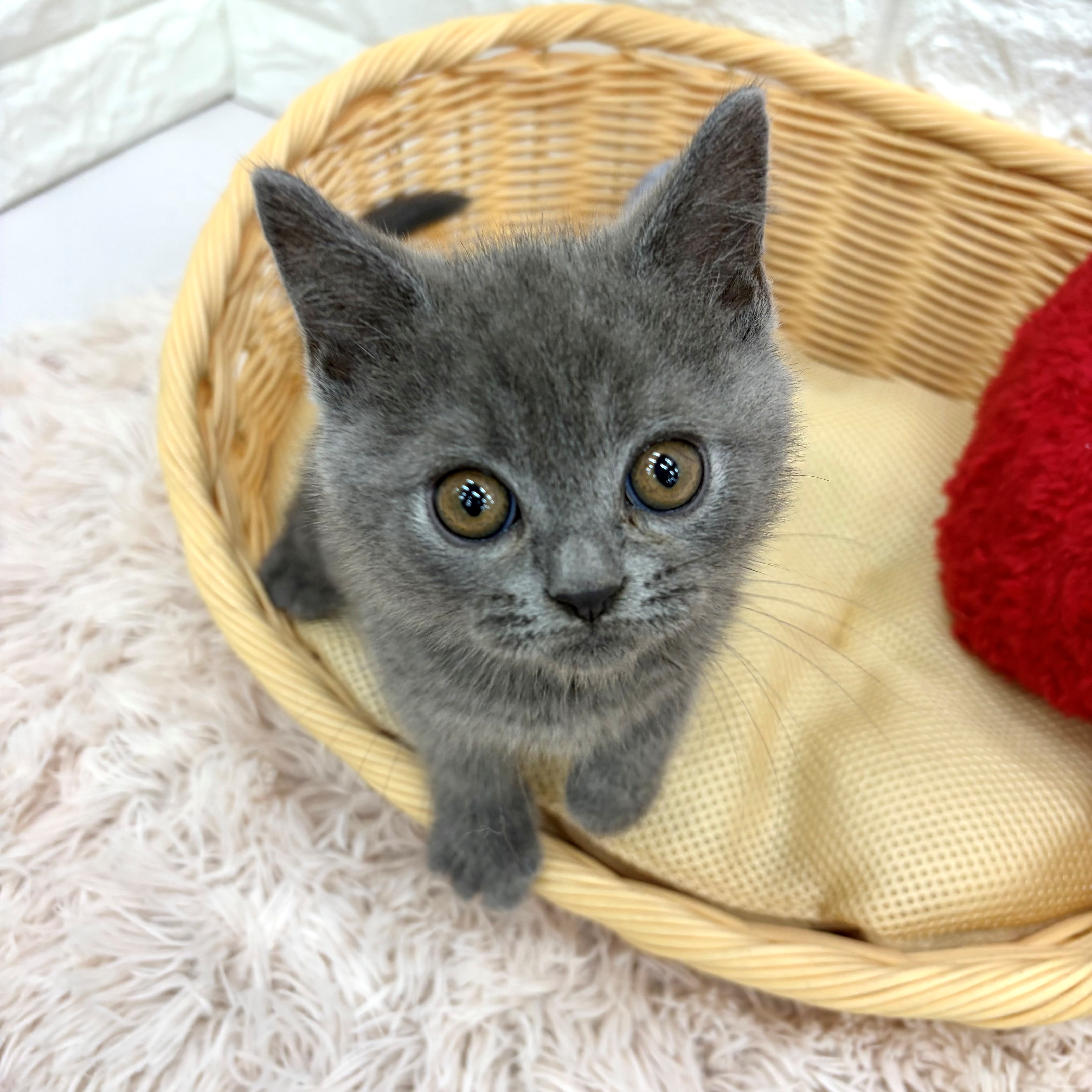 愛知県のブリティッシュショートヘアー (犬の家＆猫の里MEGAドン・キホーテ東海名和店/2026年3月5日生まれ/男の子/ブルー)の子猫の3枚目の画像