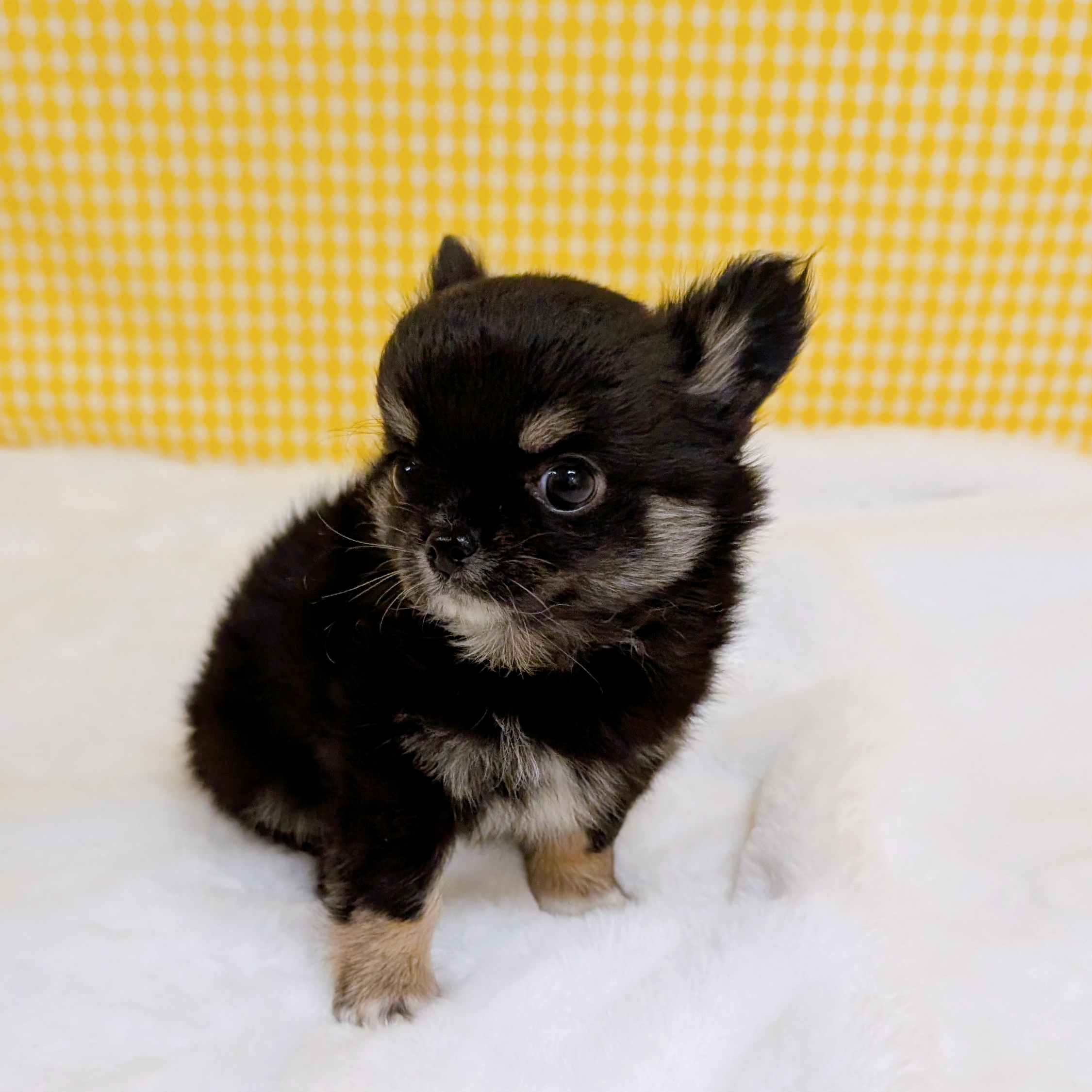 愛知県のチワワ(ロング) (犬の家＆猫の里一宮店/2026年3月7日生まれ/男の子/ブラックタン)の子犬の3枚目の画像