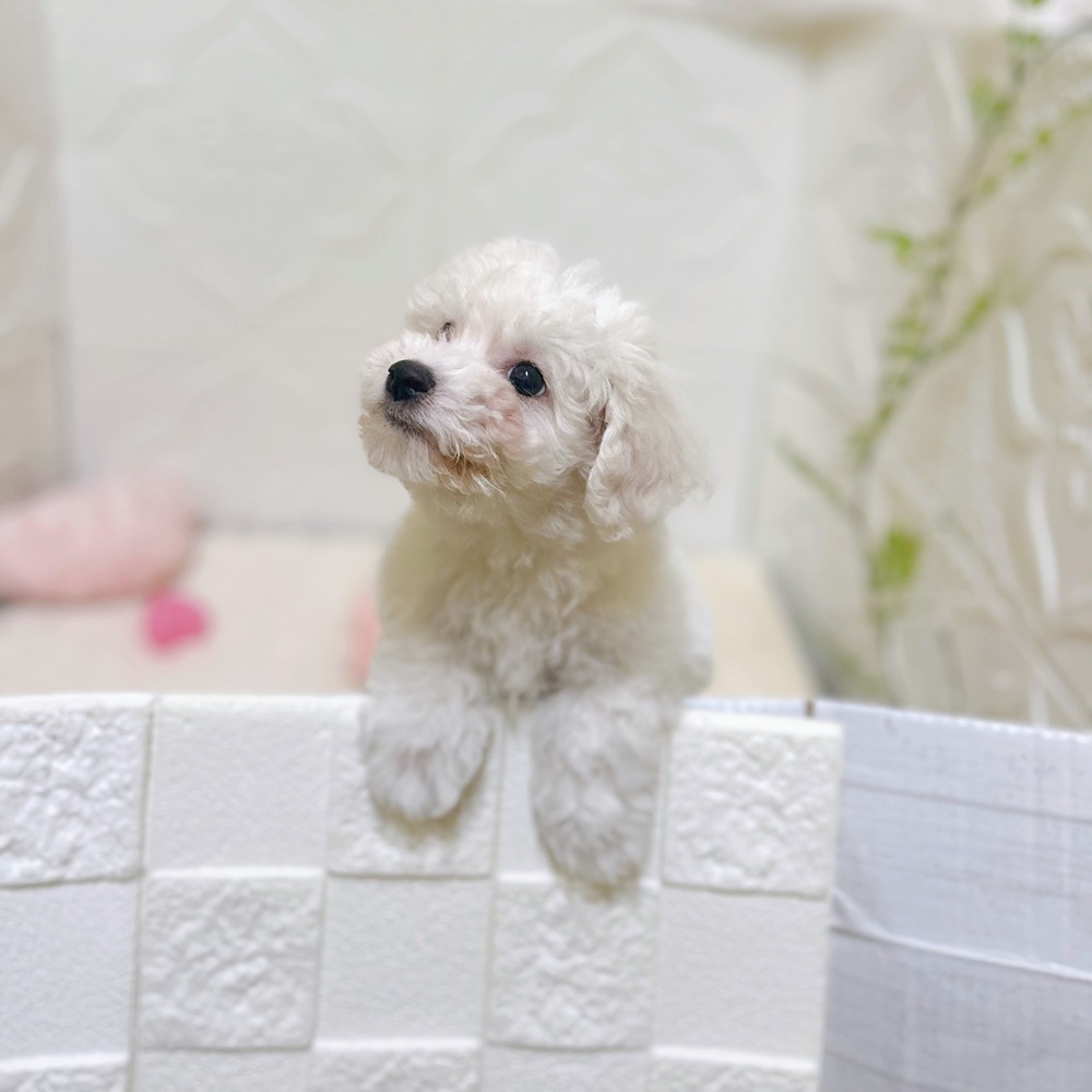 愛知県のビションフリーゼ (犬の家＆猫の里岡崎店/2026年3月2日生まれ/女の子/ホワイト)の子犬の3枚目の画像
