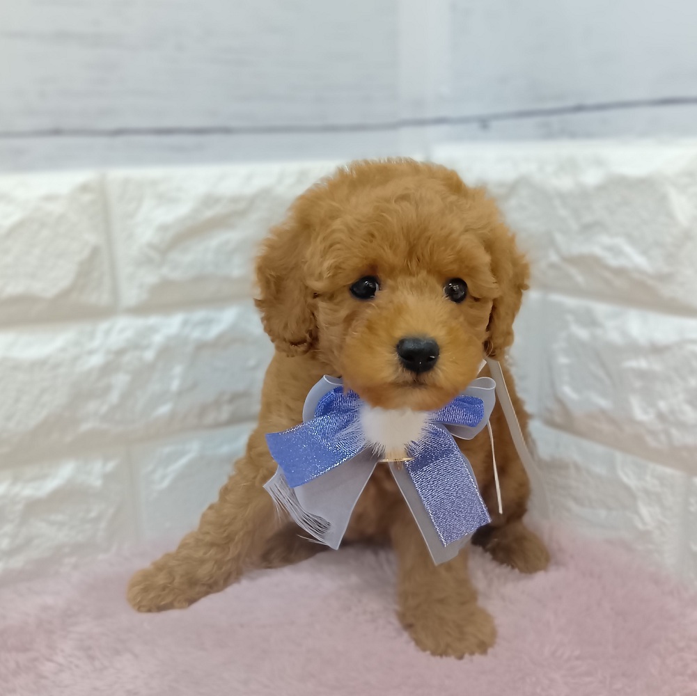静岡県のトイプードル(トイ) (犬の家＆猫の里アミーゴ浜松和田店/2026年3月9日生まれ/男の子/レッド)の子犬の1枚目の画像