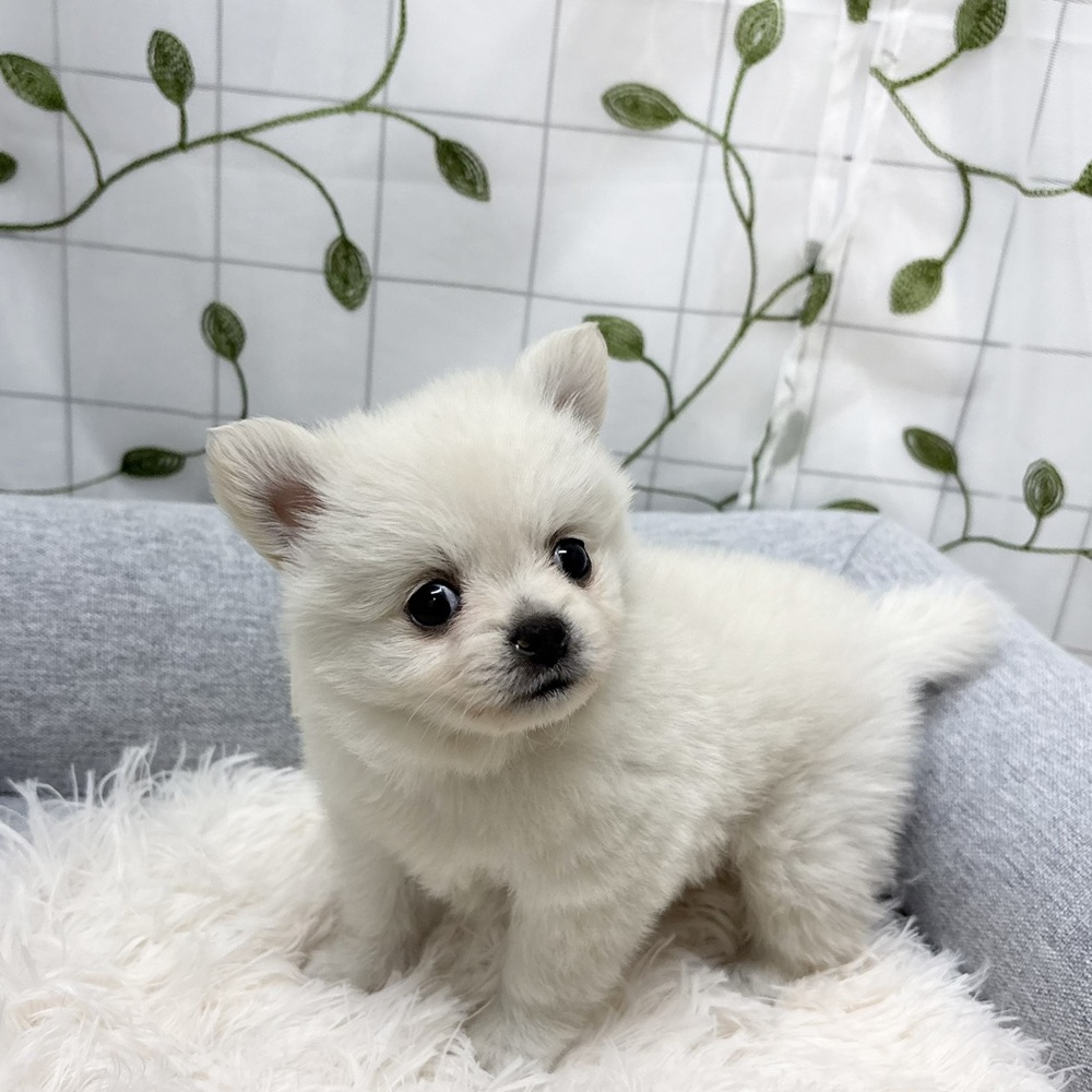 長野県のポメチワ/チワポメ/ポメチー(ポメラニアン×チワワ) (犬の家＆猫の里塩尻店/2026年3月9日生まれ/男の子/クリーム)の子犬の3枚目の画像