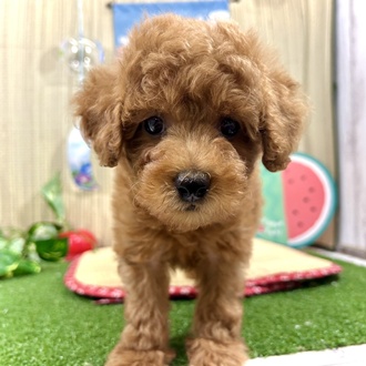 神奈川県のトイプードル(トイ) (犬の家＆猫の里小田原店/2026年3月9日生まれ/女の子/レッド)の子犬の3枚目の画像