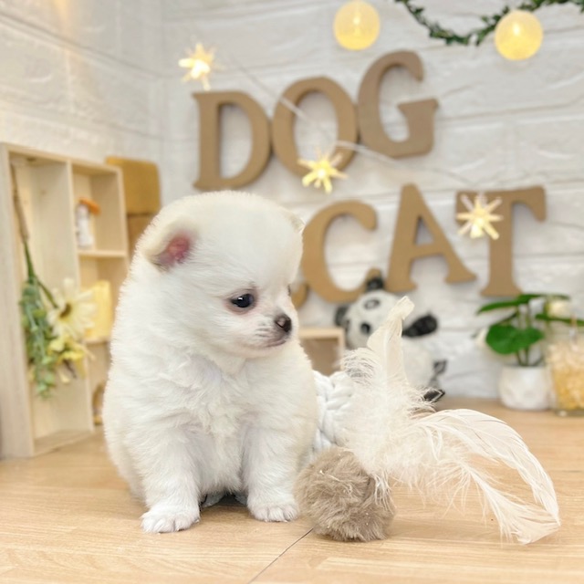 千葉県のポメチワ/チワポメ/ポメチー(ポメラニアン×チワワ) (犬の家＆猫の里ワンズモール稲毛店/2026年3月9日生まれ/男の子/クリーム)の子犬の3枚目の画像