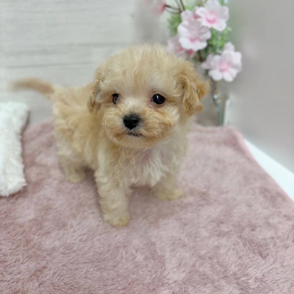 神奈川県のマルプー(マルチーズ×プードル) (犬の家＆猫の里相模原店/2026年3月9日生まれ/男の子/アプリコット)の子犬の3枚目の画像