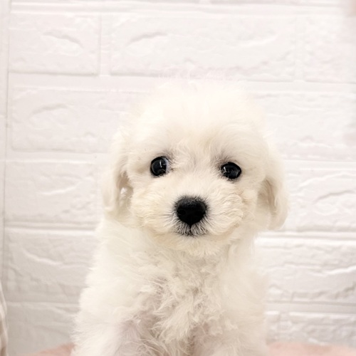 愛知県のビションフリーゼ (犬の家＆猫の里豊川インター店/2026年3月9日生まれ/女の子/ホワイト)の子犬の3枚目の画像