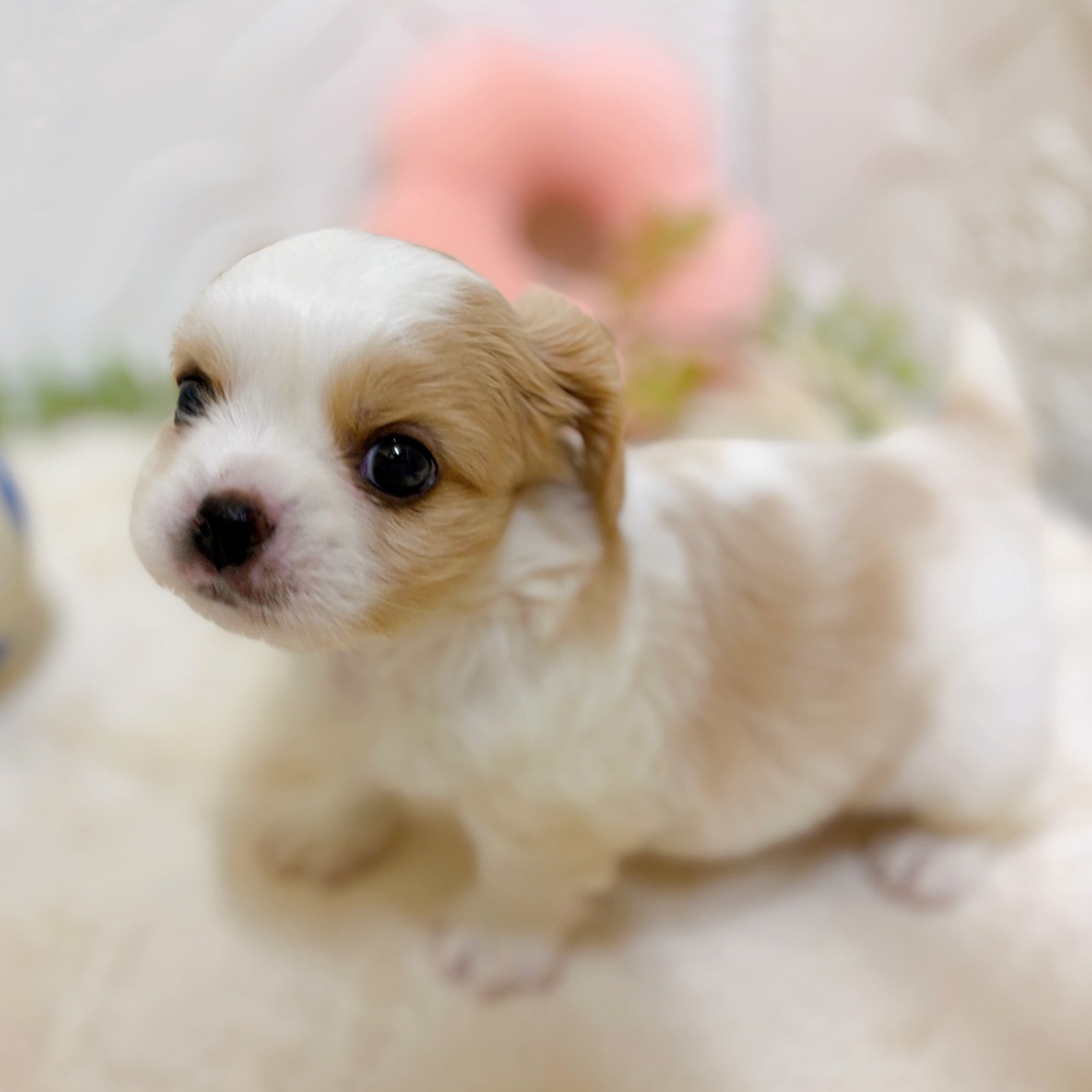 愛知県のハーフ犬・ミックス犬 (犬の家＆猫の里岡崎店/2026年3月8日生まれ/男の子/クリームホワイト)の子犬の3枚目の画像