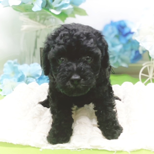 静岡県のトイプードル(トイ) (犬の家＆猫の里藤枝店/2026年3月10日生まれ/男の子/ブラック)の子犬の3枚目の画像
