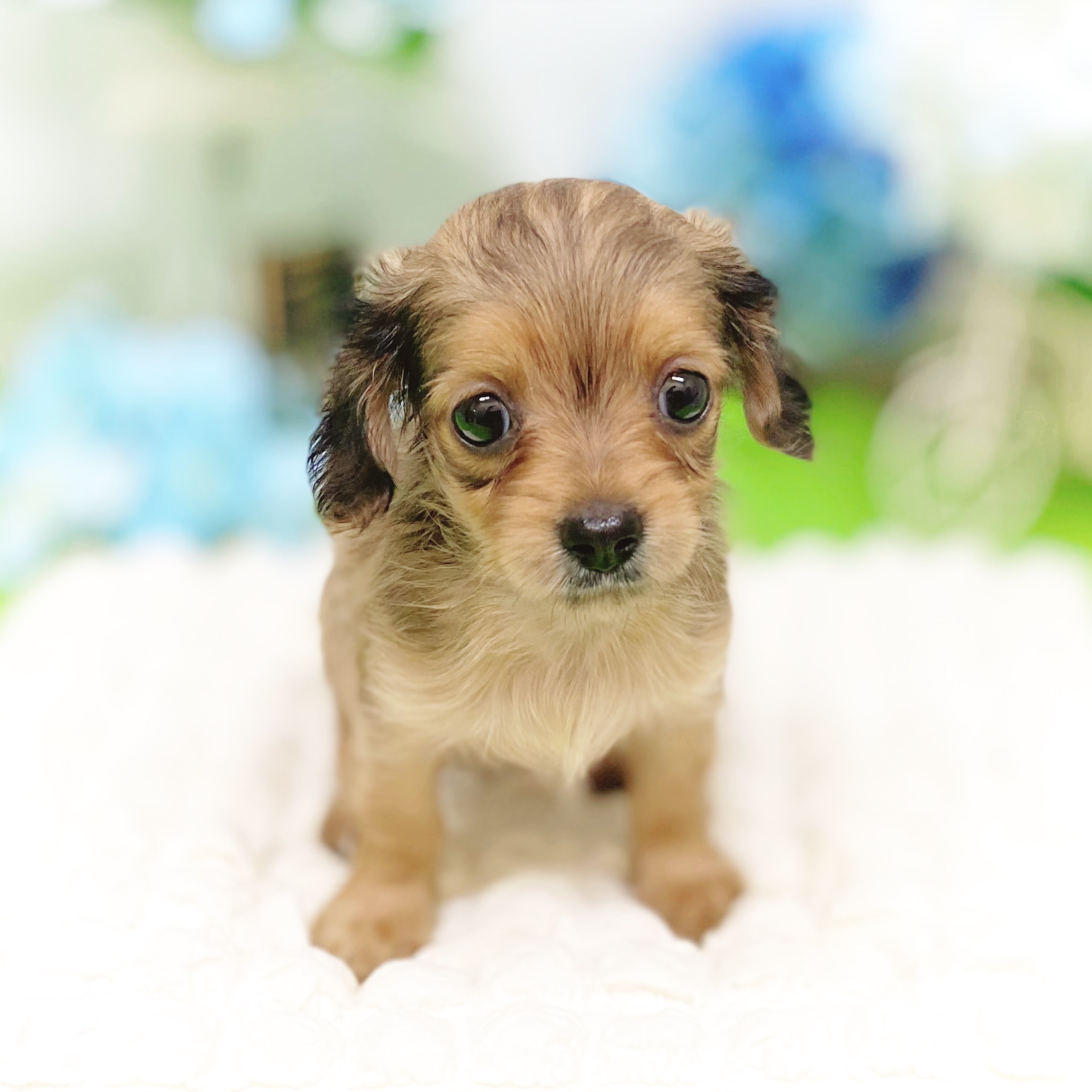 静岡県のチワックス(チワワ×ダックス)の子犬を価格や特徴で探す|ペット