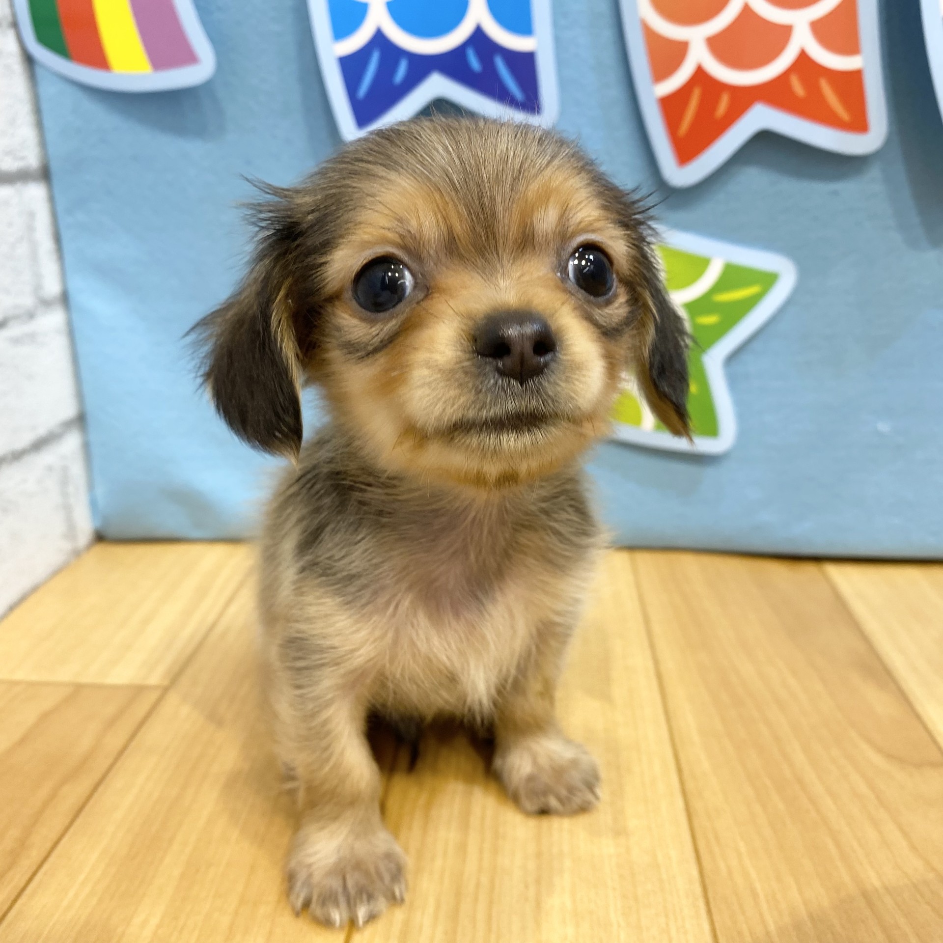 長野県のチワックス(チワワ×ダックス) (犬の家＆猫の里カインズ梓川店/2026年3月7日生まれ/男の子/レッド)の子犬の3枚目の画像