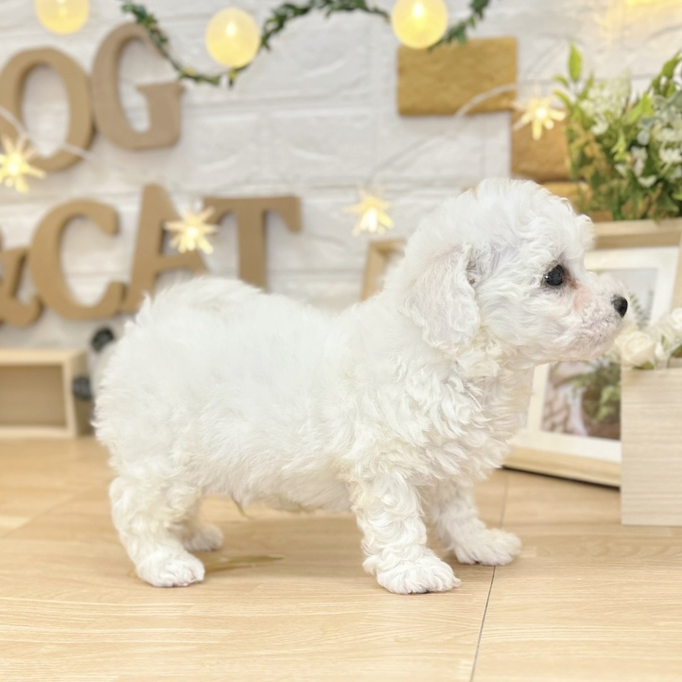 千葉県のビションフリーゼ (犬の家＆猫の里ワンズモール稲毛店/2026年3月9日生まれ/男の子/ホワイト)の子犬の3枚目の画像