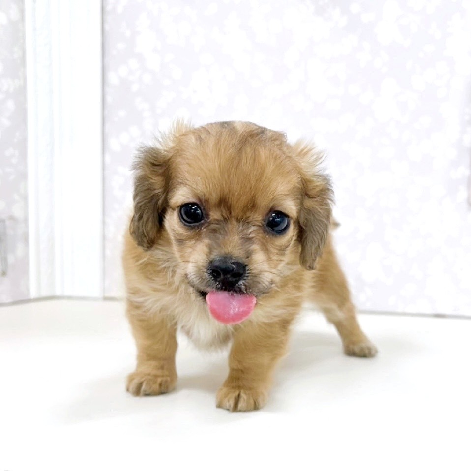 富山県のチワックス(チワワ×ダックス) (犬の家＆猫の里アミーゴ高岡蓮花寺店/2026年3月7日生まれ/男の子/レッド)の子犬の3枚目の画像