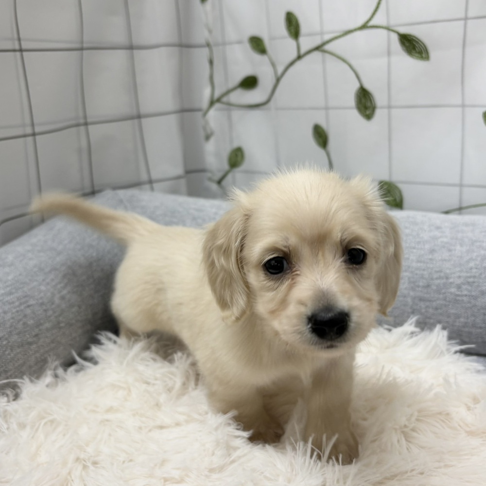 長野県のミニチュアダックスフンド(ロング) (犬の家＆猫の里塩尻店/2026年3月9日生まれ/女の子/イエロー)の子犬の1枚目の画像