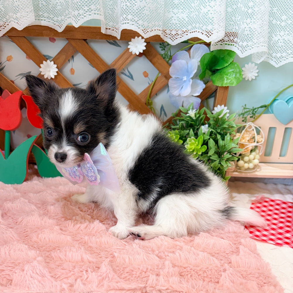 静岡県のチワワ(ロング) (犬の家＆猫の里富士店/2026年3月10日生まれ/男の子/ブルータンホワイト)の子犬の3枚目の画像