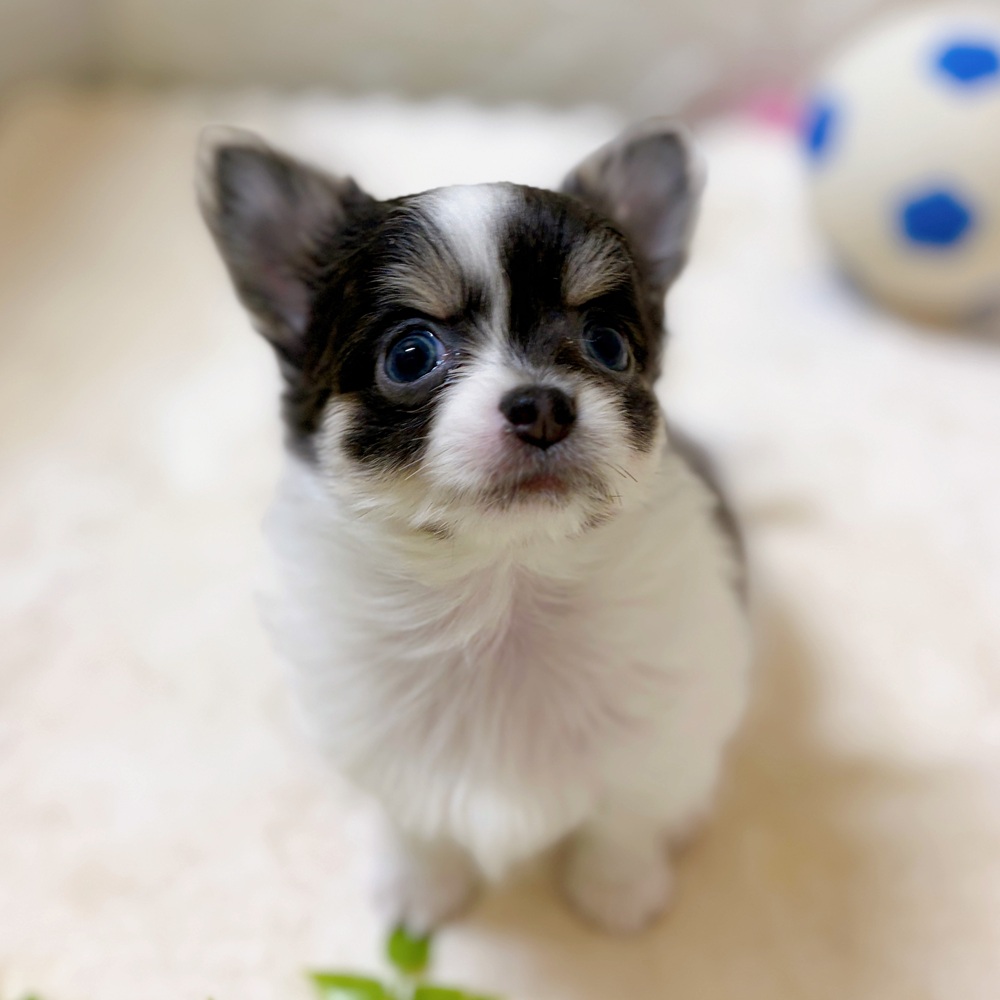 愛知県のチワワ(ロング) (犬の家＆猫の里岡崎店/2026年3月10日生まれ/女の子/ブルータンホワイト)の子犬の3枚目の画像