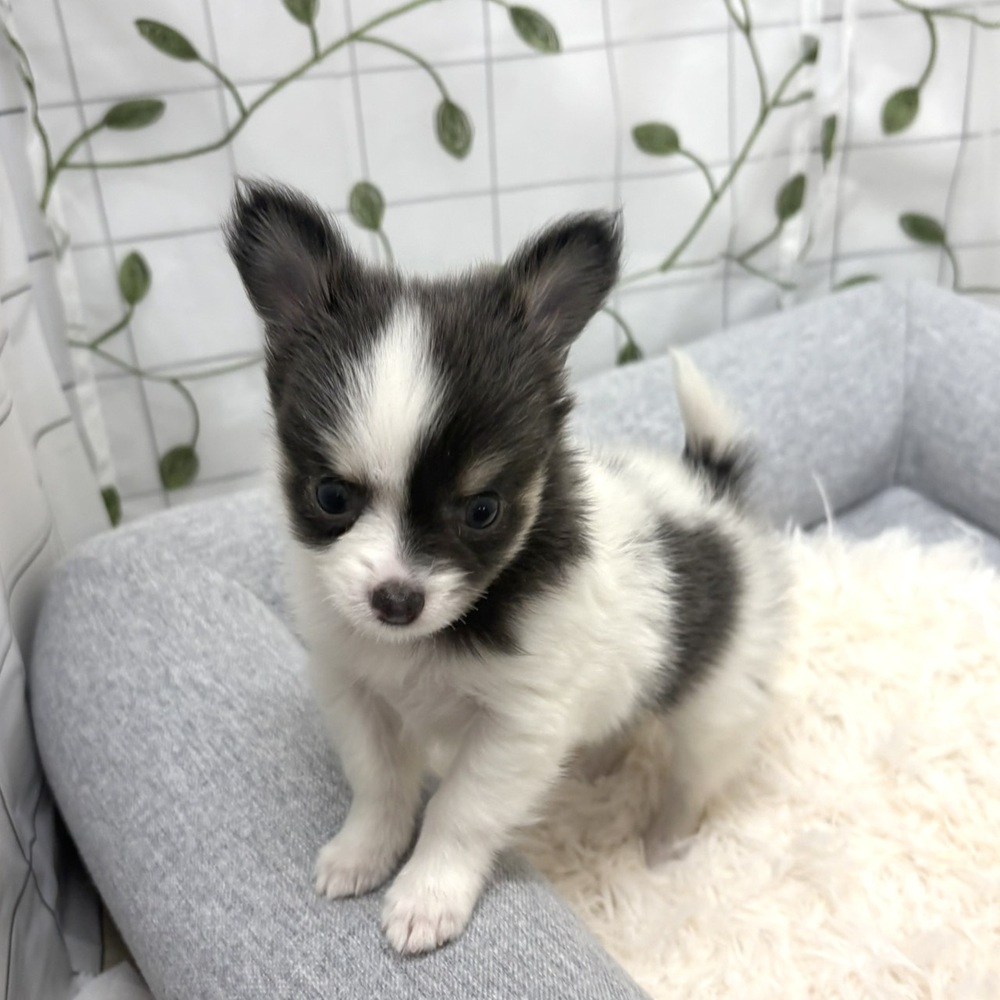 長野県のチワワ(ロング) (犬の家＆猫の里塩尻店/2026年3月10日生まれ/女の子/ブルータンホワイト)の子犬の3枚目の画像