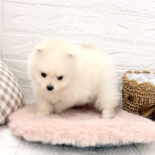 愛知県のポメラニアン (犬の家＆猫の里豊川インター店/2026年3月9日生まれ/女の子/クリーム)の子犬の3枚目の画像