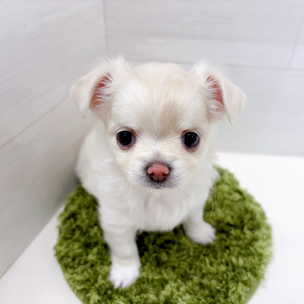 石川県のチワワ(ロング) (犬の家＆猫の里アミーゴ金沢おこばた店/2026年3月10日生まれ/女の子/クリーム)の子犬の3枚目の画像