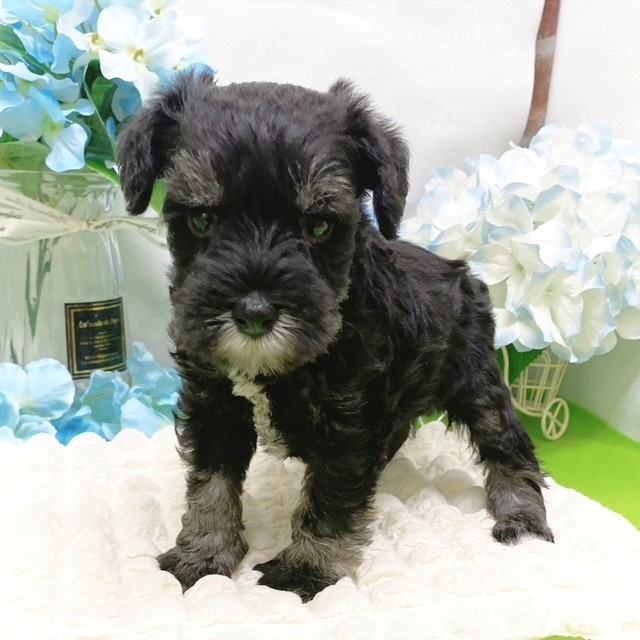 静岡県のミニチュアシュナウザー (犬の家＆猫の里藤枝店/2026年3月9日生まれ/男の子/ブラックシルバー)の子犬の3枚目の画像