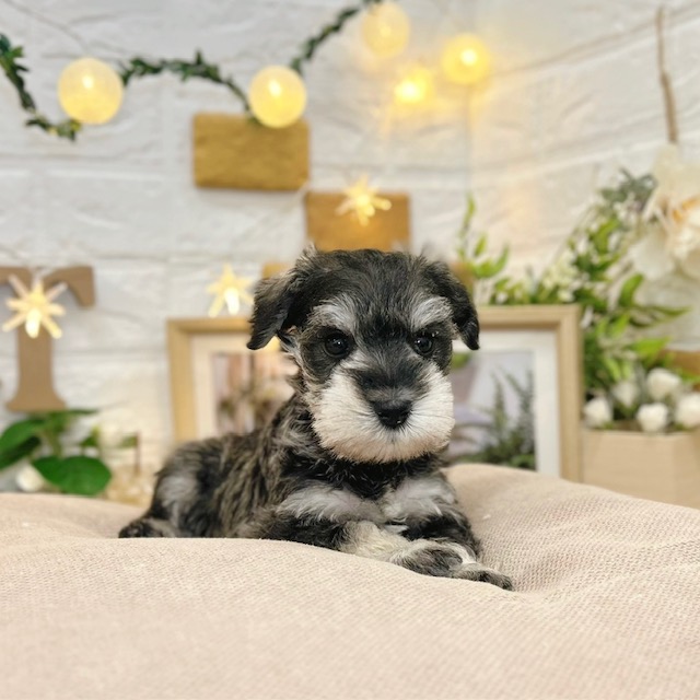 千葉県のミニチュアシュナウザー (犬の家＆猫の里ワンズモール稲毛店/2026年3月9日生まれ/男の子/ソルトペッパー)の子犬の3枚目の画像