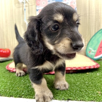 神奈川県のミニチュアダックスフンド(ロング) (犬の家＆猫の里小田原店/2026年3月9日生まれ/男の子/ブラックイエロー)の子犬の3枚目の画像