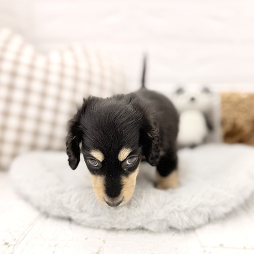 愛知県のミニチュアダックスフンド(ロング) (犬の家＆猫の里豊川インター店/2026年3月9日生まれ/男の子/ブラックイエロー)の子犬の3枚目の画像