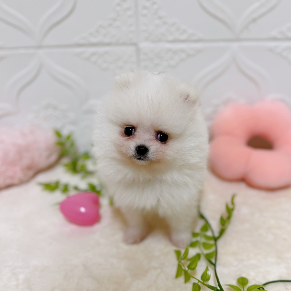 愛知県のポメラニアン (犬の家＆猫の里岡崎店/2026年3月10日生まれ/女の子/ホワイト)の子犬の1枚目の画像