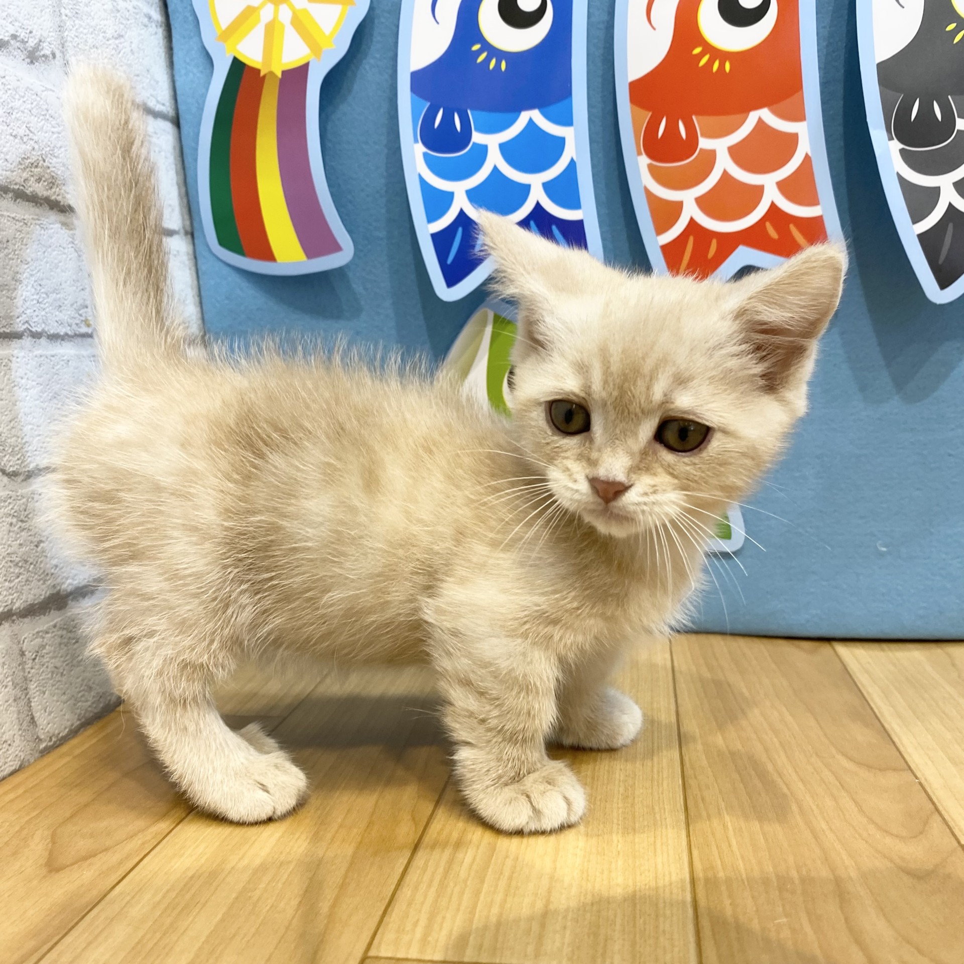 長野県のマンチカン (犬の家＆猫の里カインズ梓川店/2026年3月4日生まれ/男の子/クリームタビー)の子猫の3枚目の画像
