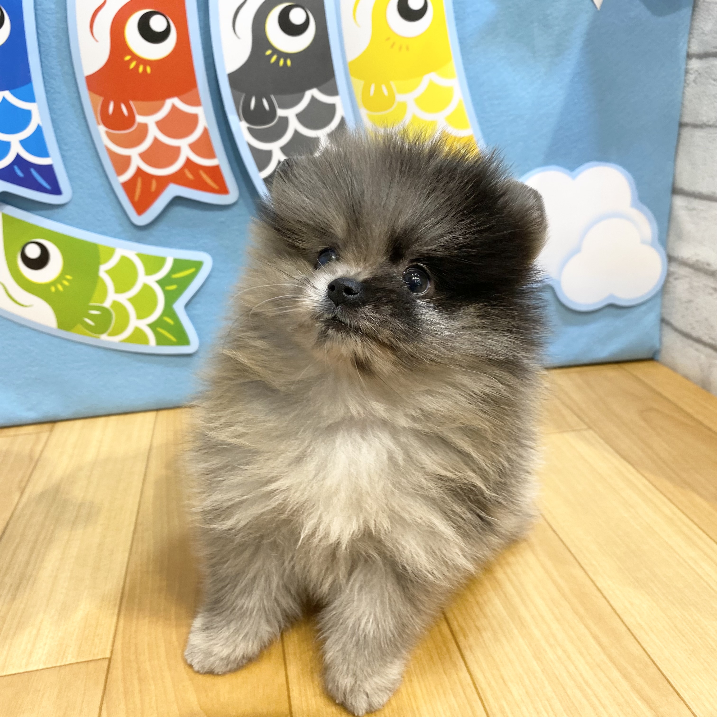 長野県のポメラニアン (犬の家＆猫の里カインズ梓川店/2026年3月9日生まれ/男の子/ブルーマール)の子犬の3枚目の画像
