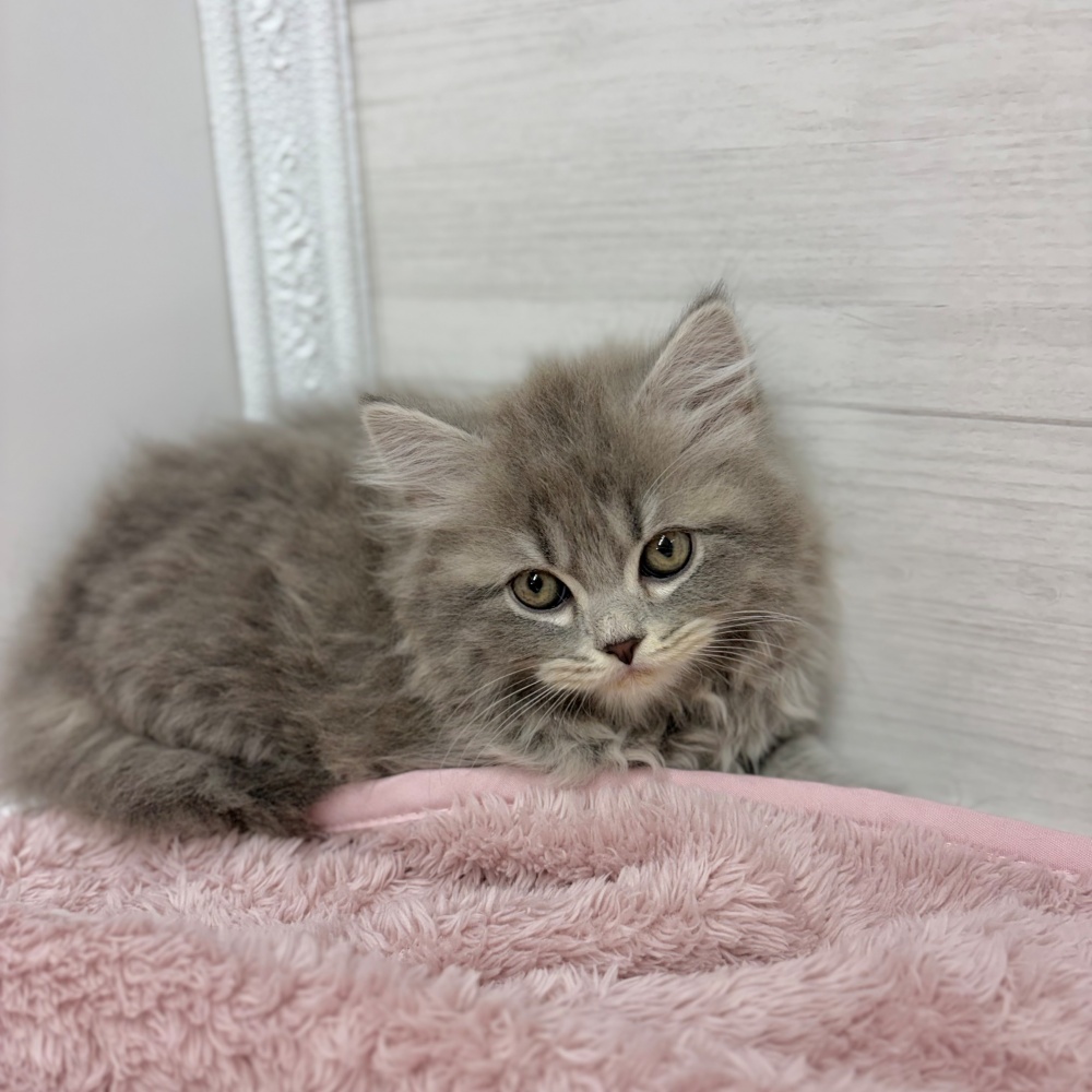 神奈川県のスコティッシュストレート (犬の家＆猫の里相模原店/2026年3月5日生まれ/男の子/ブルータビー)の子猫の3枚目の画像