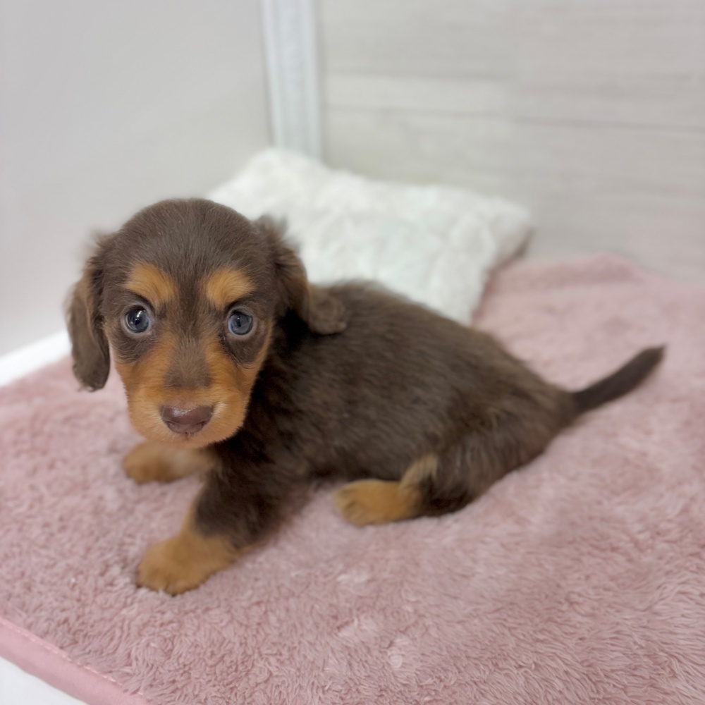神奈川県のミニチュアダックスフンド(ロング) (犬の家＆猫の里相模原店/2026年3月10日生まれ/男の子/チョコレートタン)の子犬の3枚目の画像