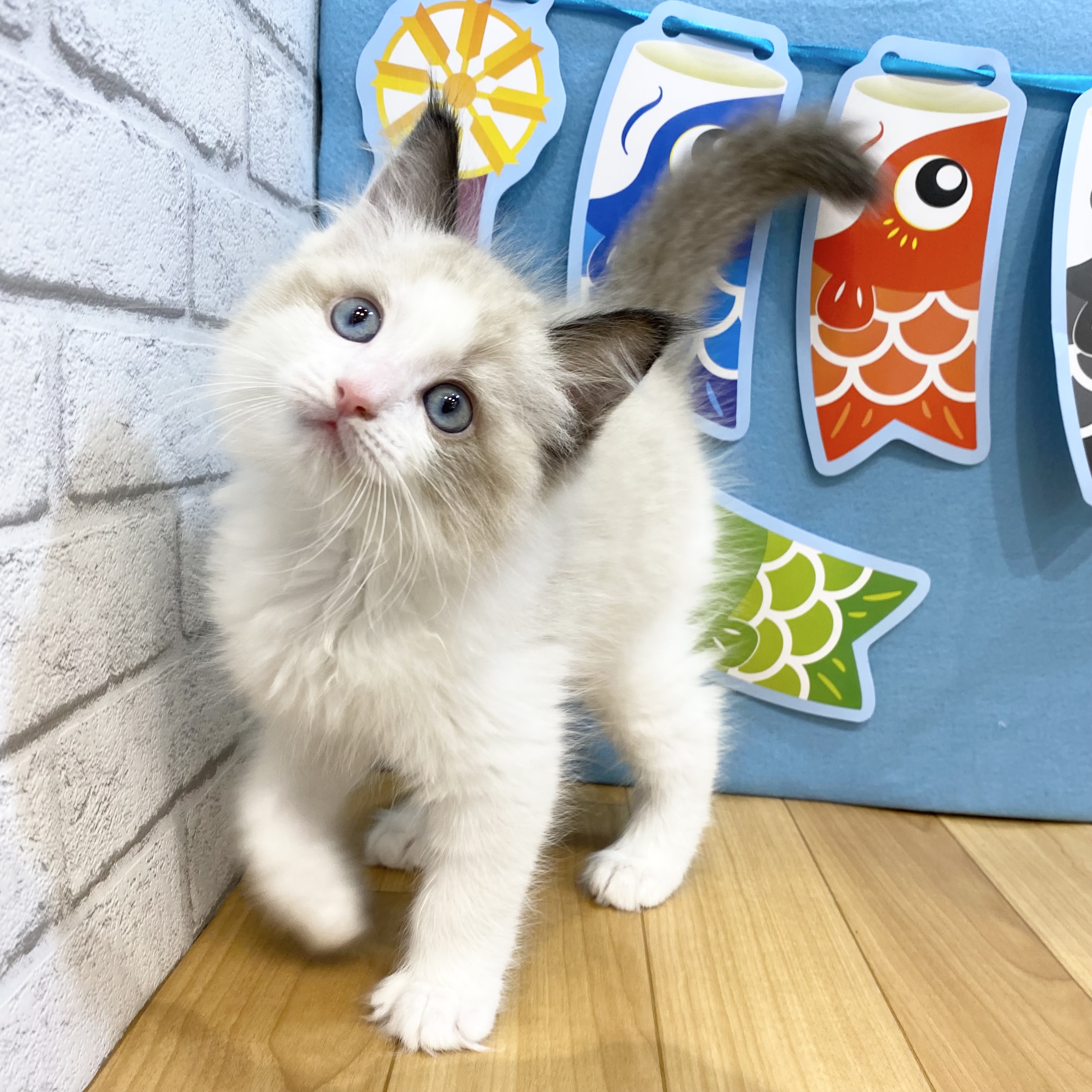 長野県のラグドール (犬の家＆猫の里カインズ梓川店/2026年3月8日生まれ/男の子/シールポイントバイカラー)の子猫の3枚目の画像