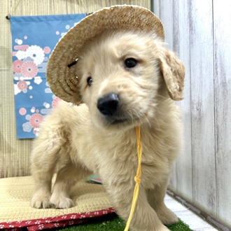 神奈川県のゴールデンレトリバー (犬の家＆猫の里小田原店/2026年3月8日生まれ/男の子/ゴールデン)の子犬の3枚目の画像