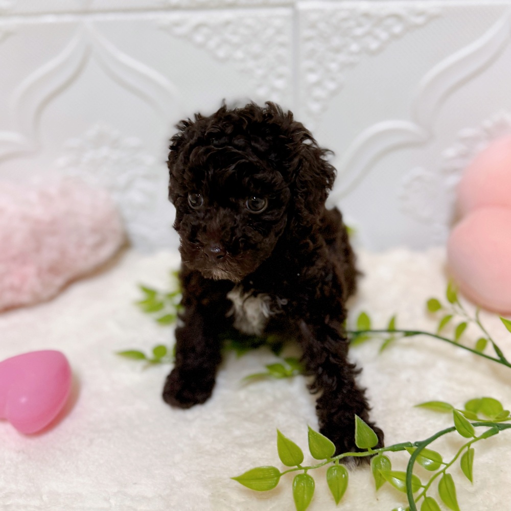 愛知県のトイプードル(トイ) (犬の家＆猫の里岡崎店/2026年3月9日生まれ/女の子/ブラウン)の子犬の3枚目の画像
