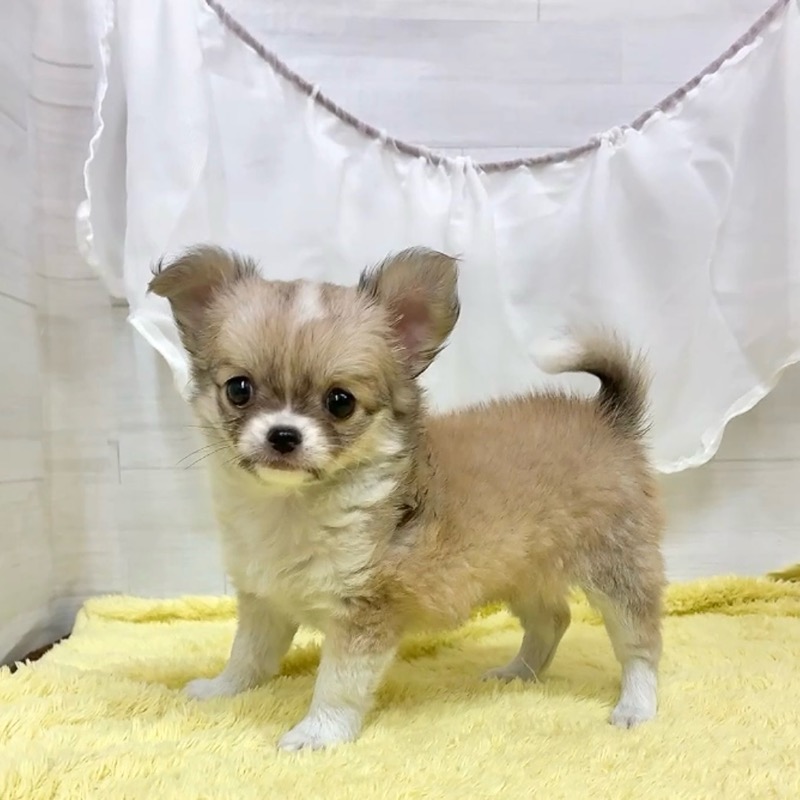 愛知県のチワワ(ロング) (犬の家＆猫の里碧南店/2026年3月9日生まれ/女の子/フォーンホワイト)の子犬の3枚目の画像
